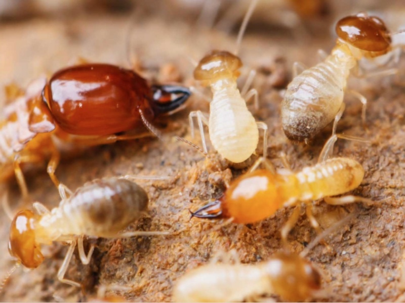 Can the carved anti-corrosion sleepers still resist termites?