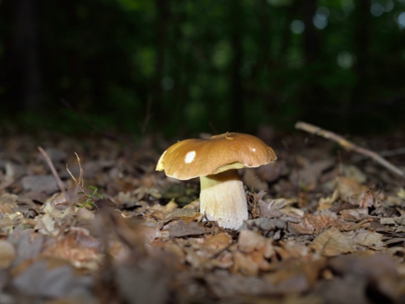 During the rainy season, mushrooms grow freely. Will mushrooms grow on railway sleepers?