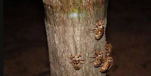The season of cicadas! Can you find cicadas on the sleepers?